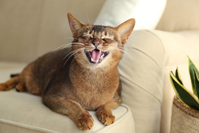 abyssinian cat sitting on sofa