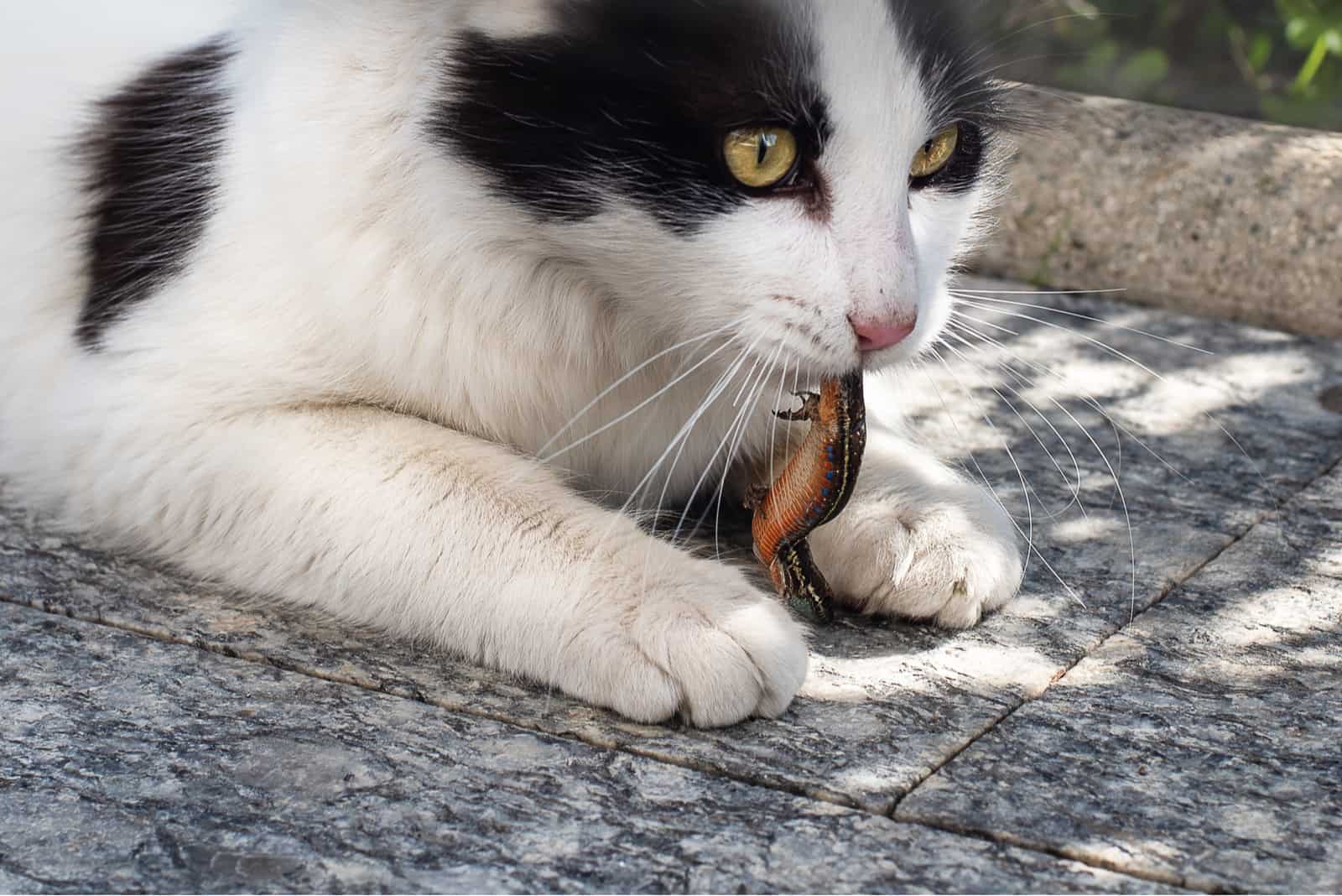 Cat eating lizard outdoor