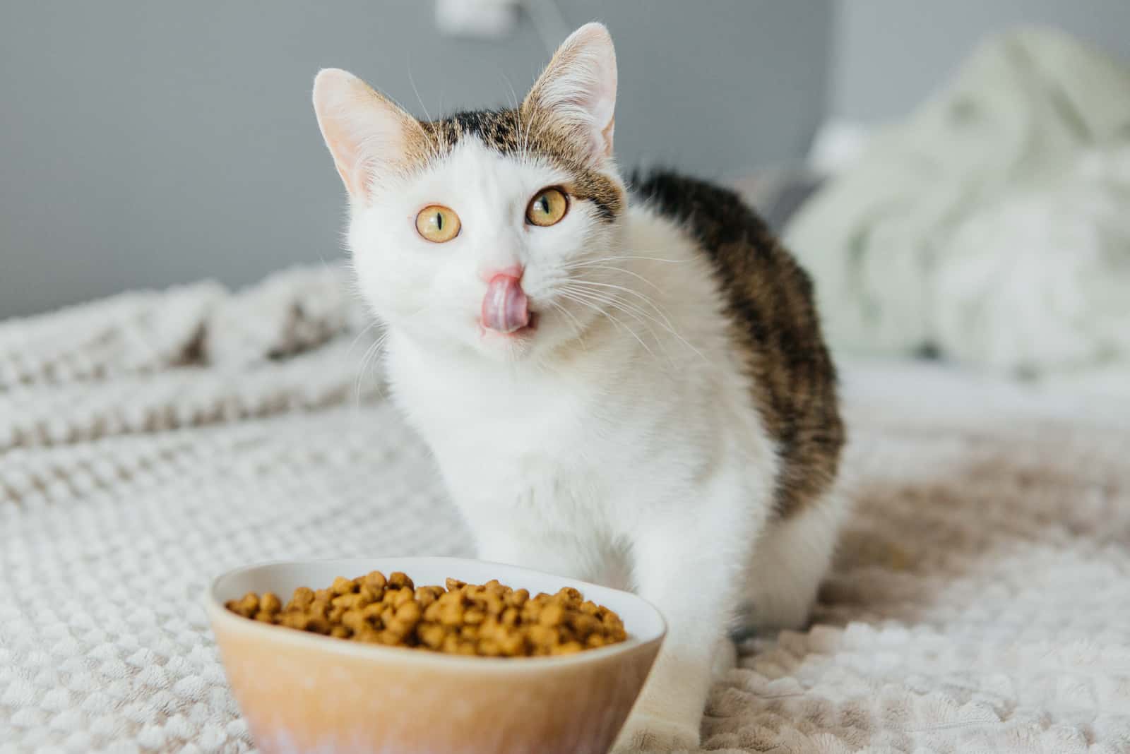 Cat eats dry food from a large bowl