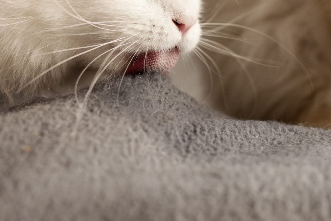 Why Is My Cat Licking My Blanket? Reasons + Solutions!