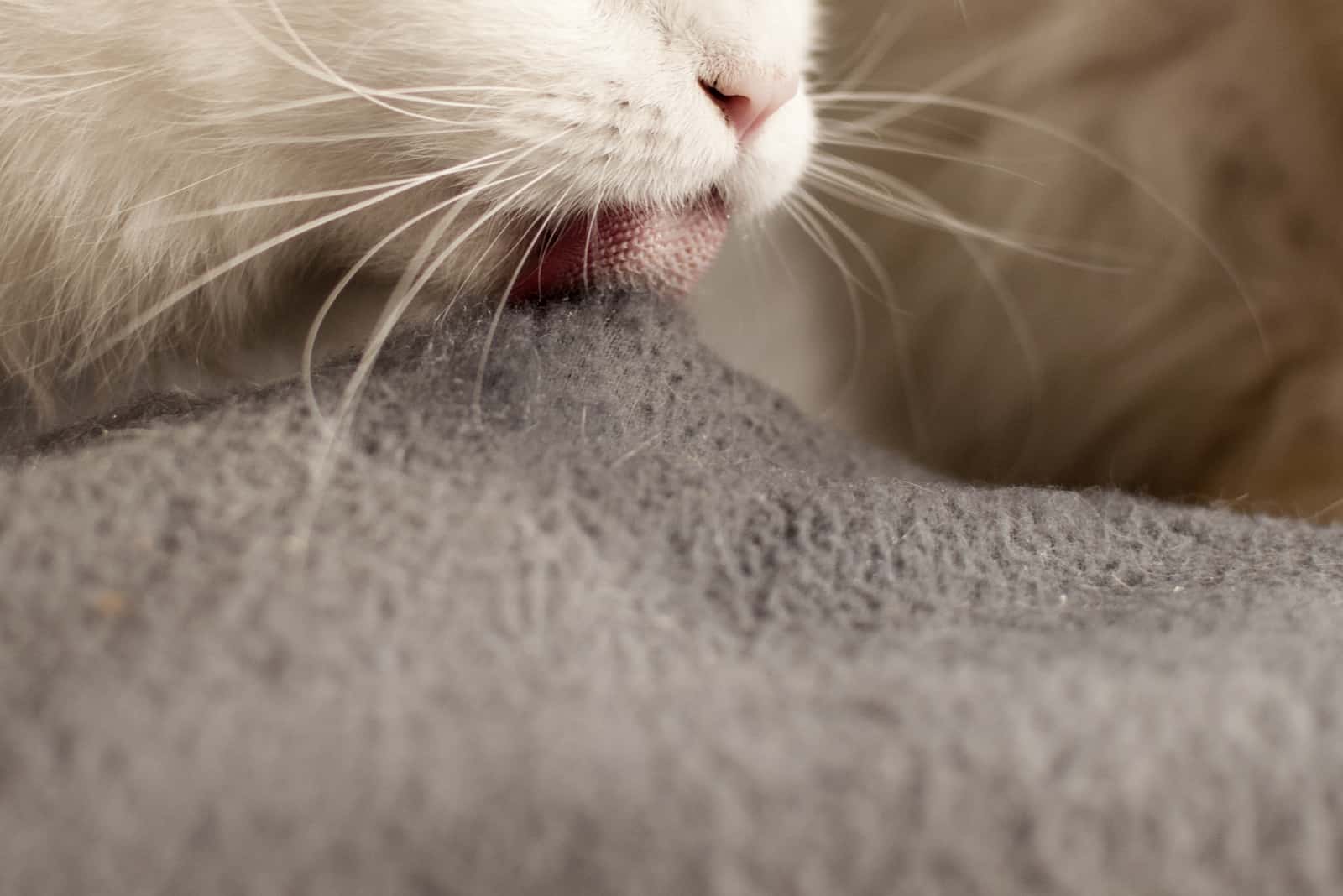 Cat licking blanket