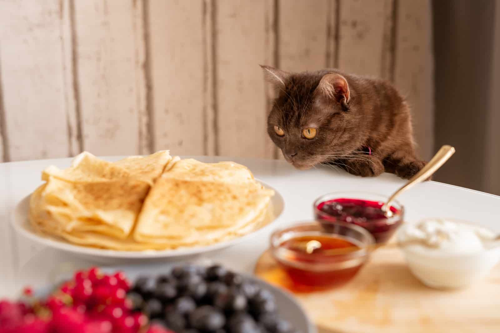 Curious brown cat smelling appetizing pancakes 