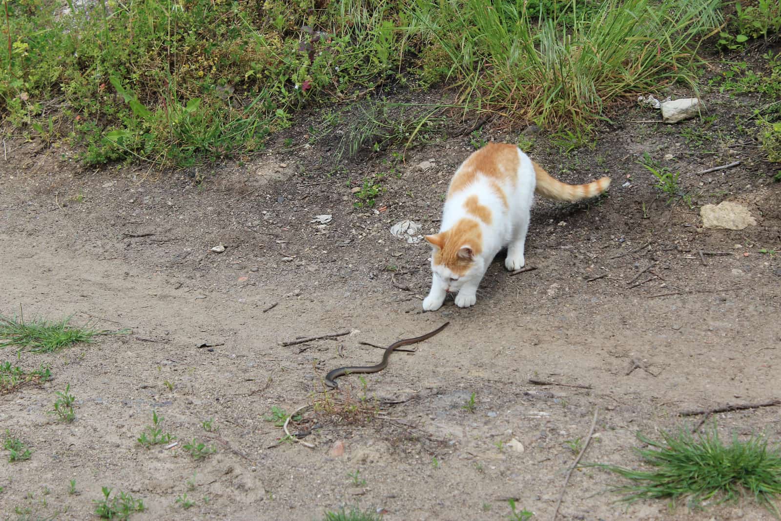 Curious cat plays with snake