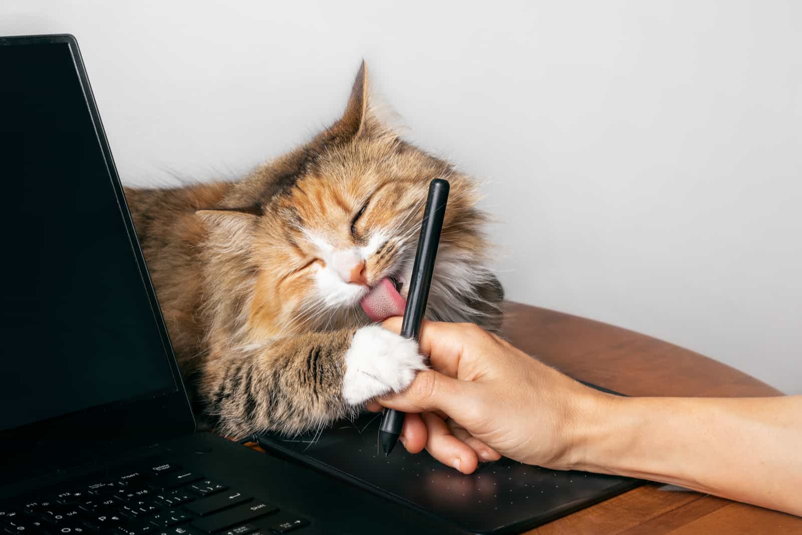 Cute cat licking hand working on a computer with a tablet pen