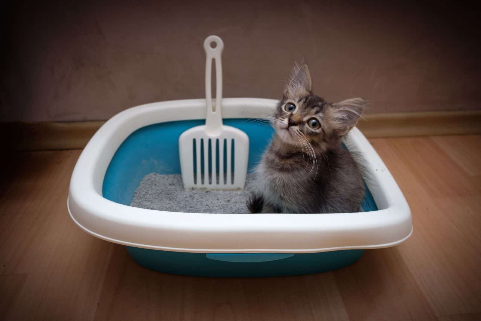 Cute gray kitten sitting in litter box