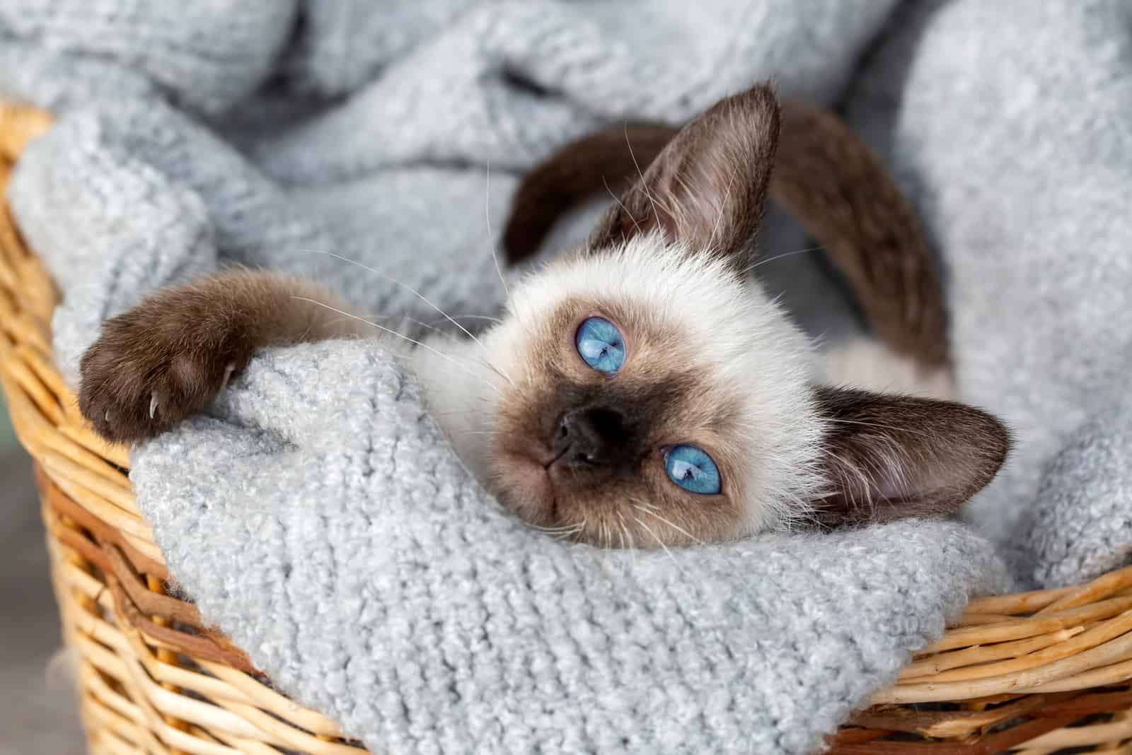 Cute kitten siamese cat indoor