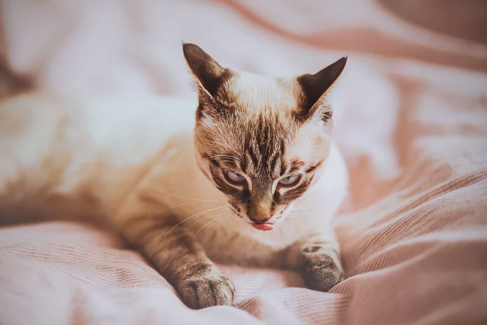 Cute tabby pet kitten is lying on a soft pink blanket