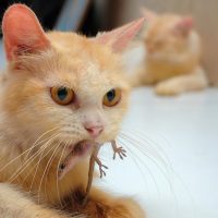 a cat holding a lizard in the mouth