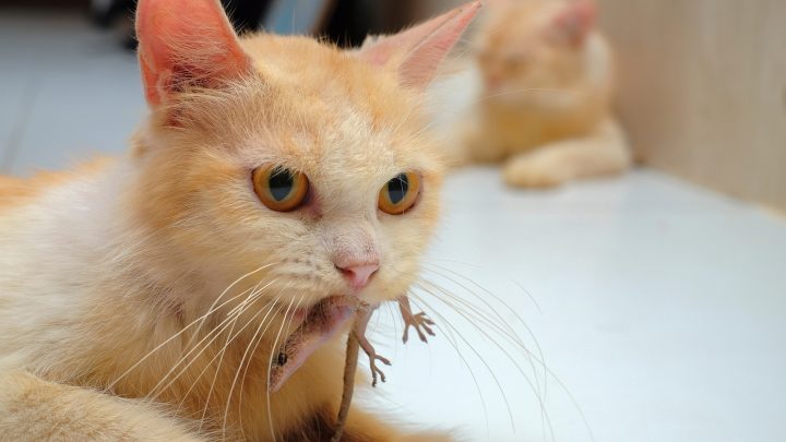 Do Cats Eat Lizards? Important Things To Know