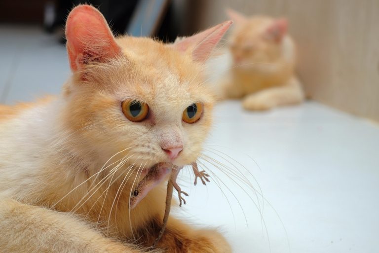 a cat holding a lizard in the mouth