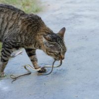 cat taking snakes in mouth