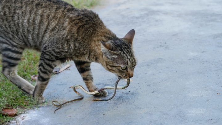 Do Cats Eat Snakes? The Answer Might Surprise You!