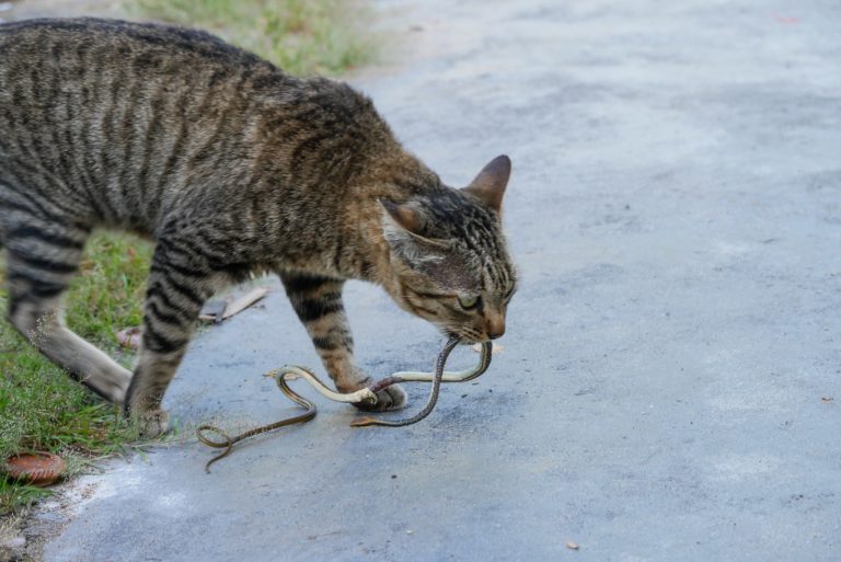 cat taking snakes in mouth