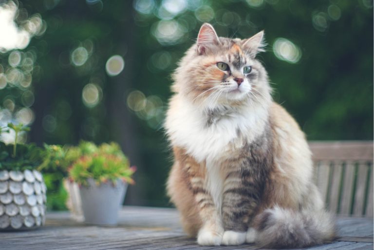 cat sitting on table outside