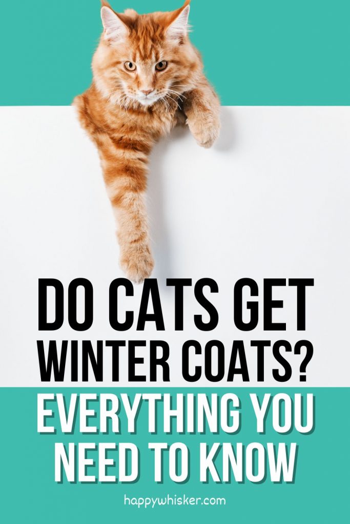 Do Cats Get Winter Coats? Everything You Need To Know