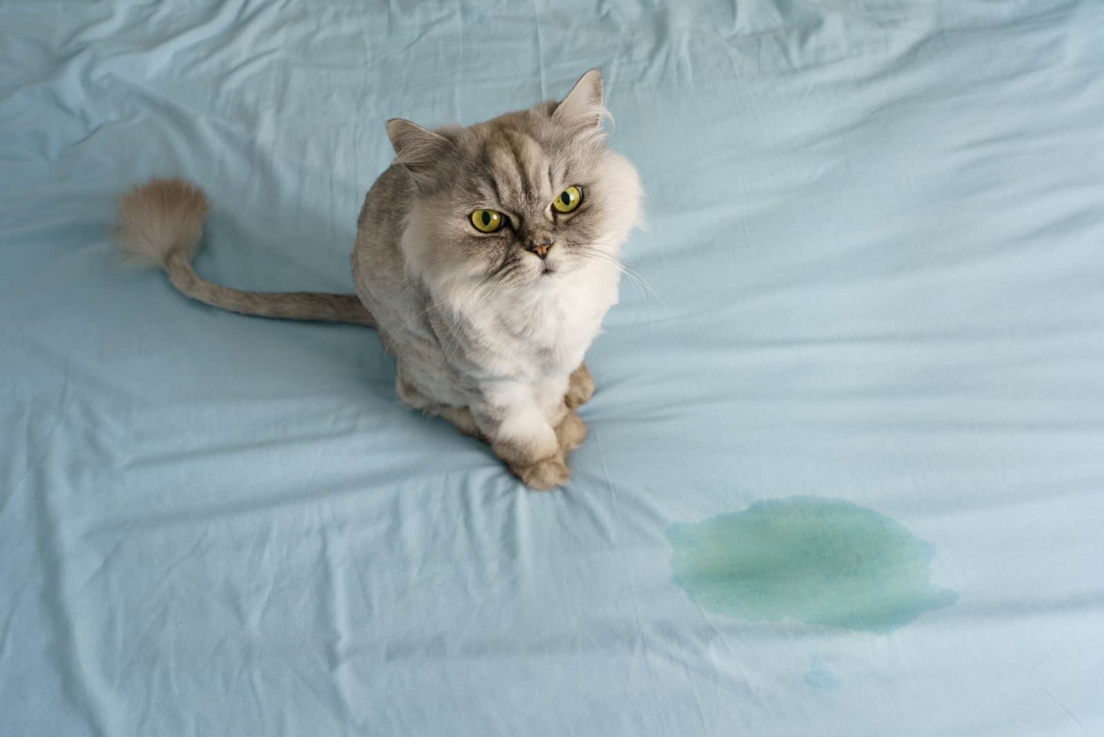 Domestic gray cat peed on the bed