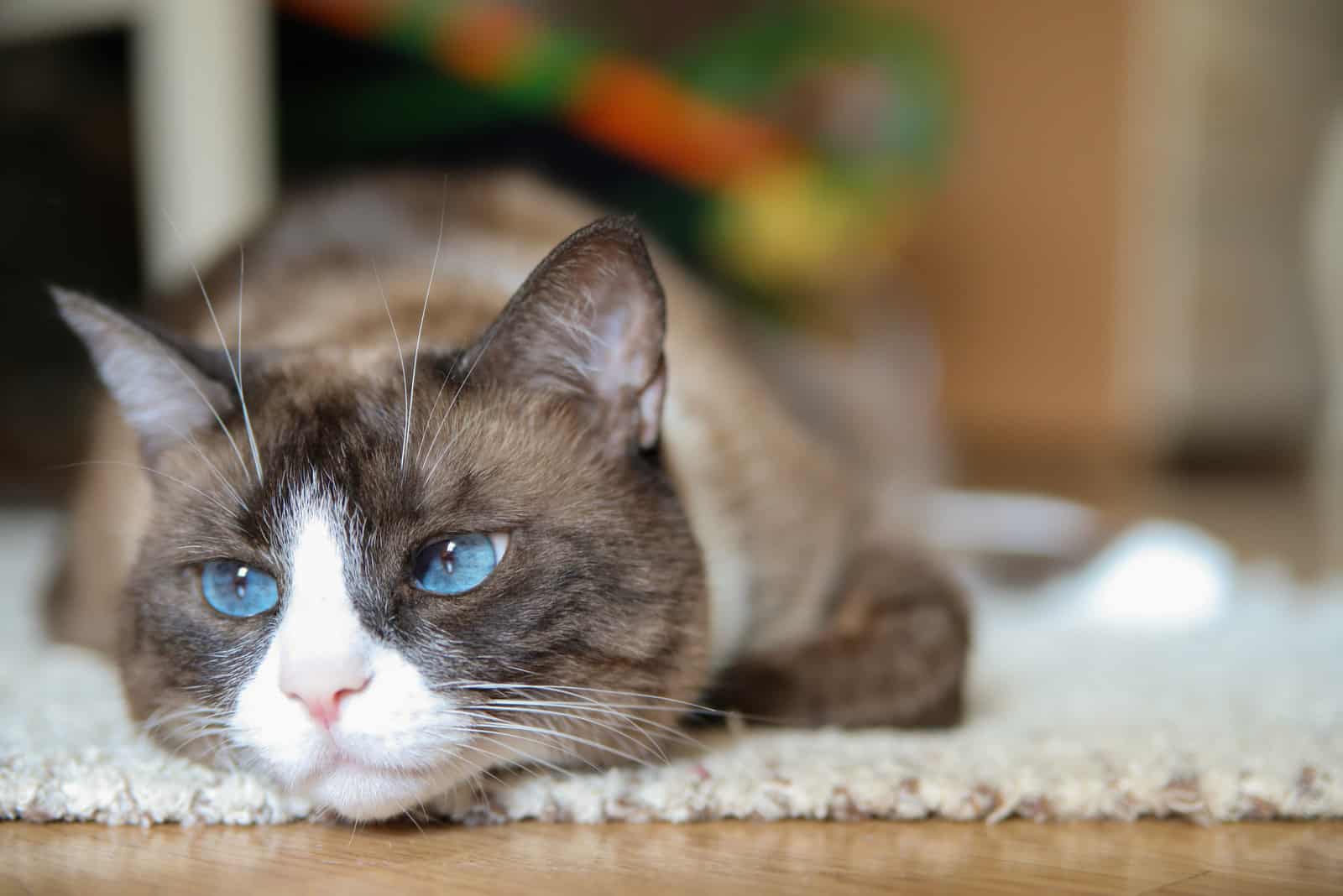 Domestic snowshoe cat