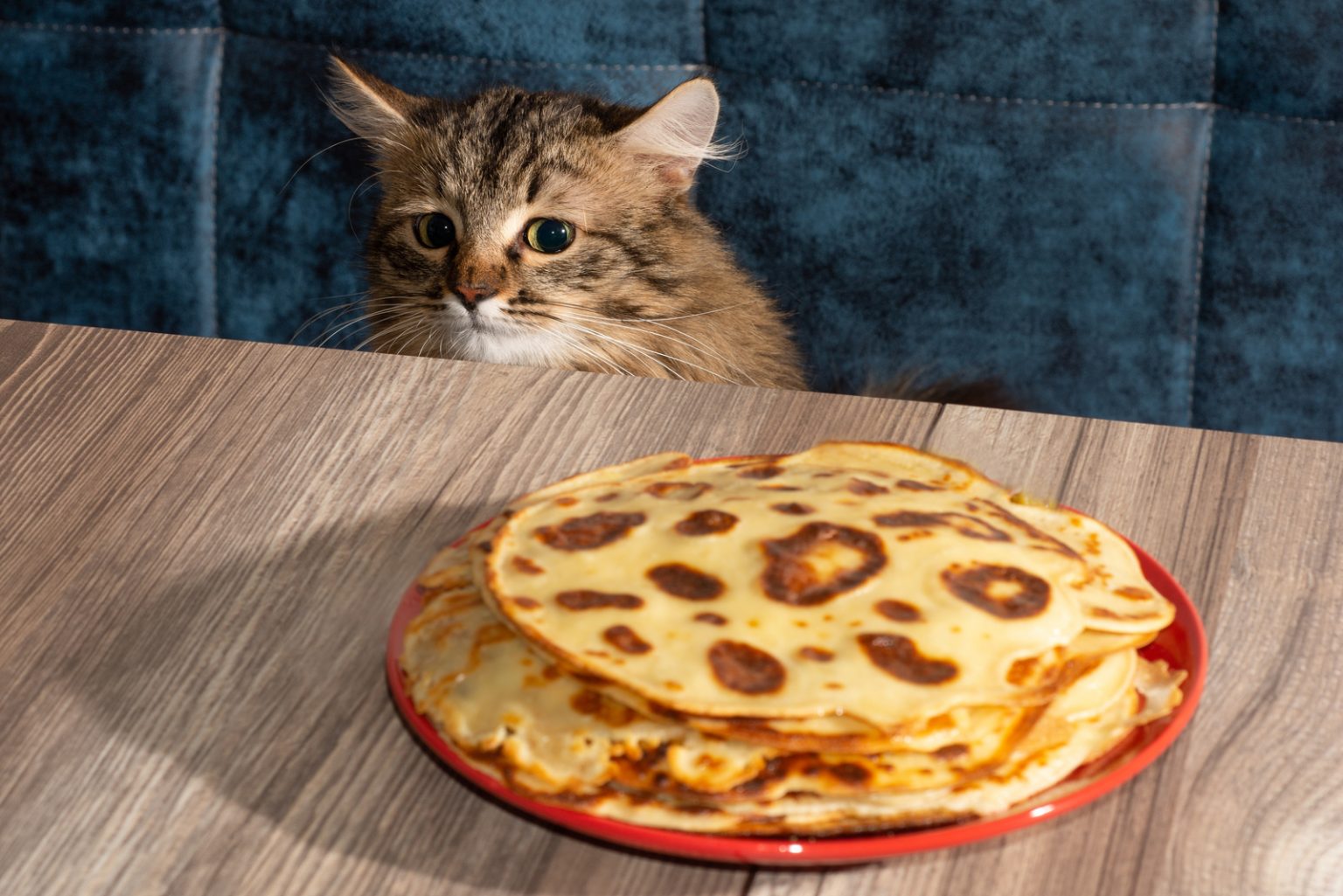 Can Cats Eat Pancakes? This Is What You Need To Know