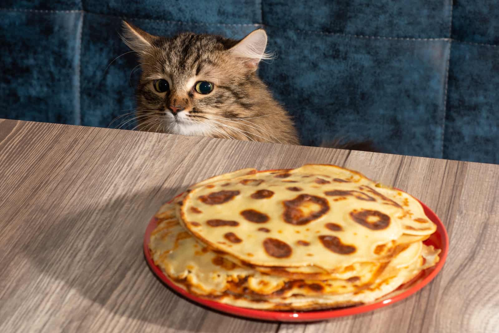 Funny cat looking at delicious pancakes on table
