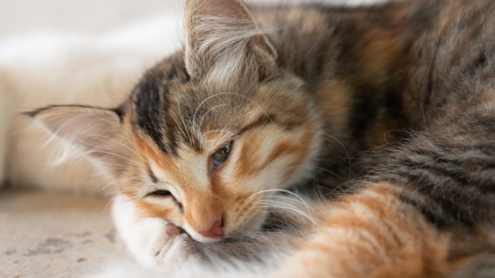 How Long After Deworming A Cat Are The Worms Gone – Find Out Now!