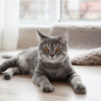 a beautiful cat lies on the floor