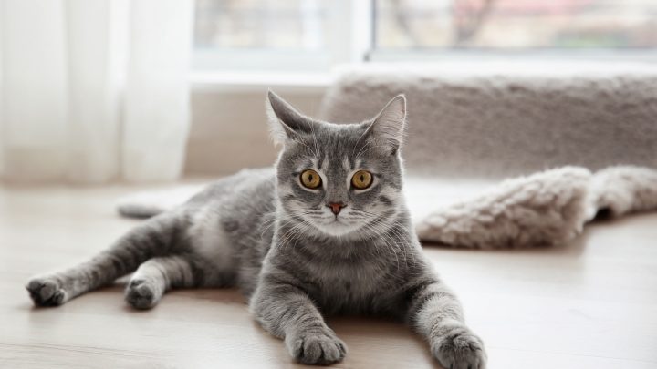 How Long Can Cats Hold Their Pee? Help Guide