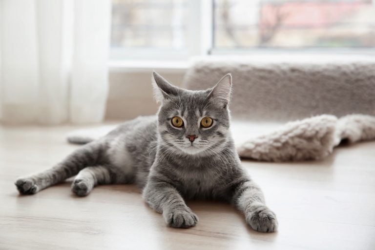 a beautiful cat lies on the floor