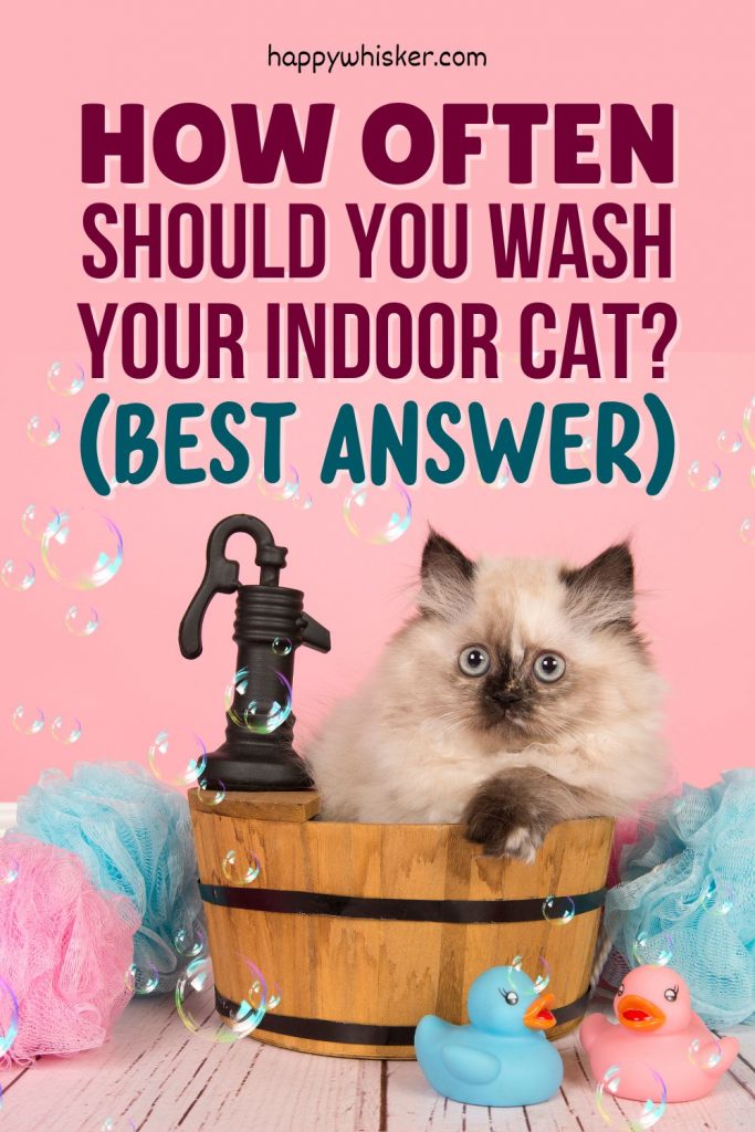 How Often Should You Wash Your Indoor Cat? (Best Answer)