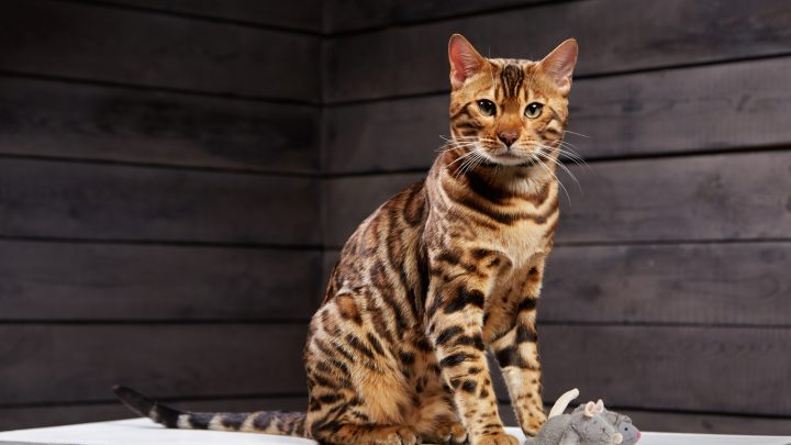 How To Discipline A Bengal Cat – 8 Steps