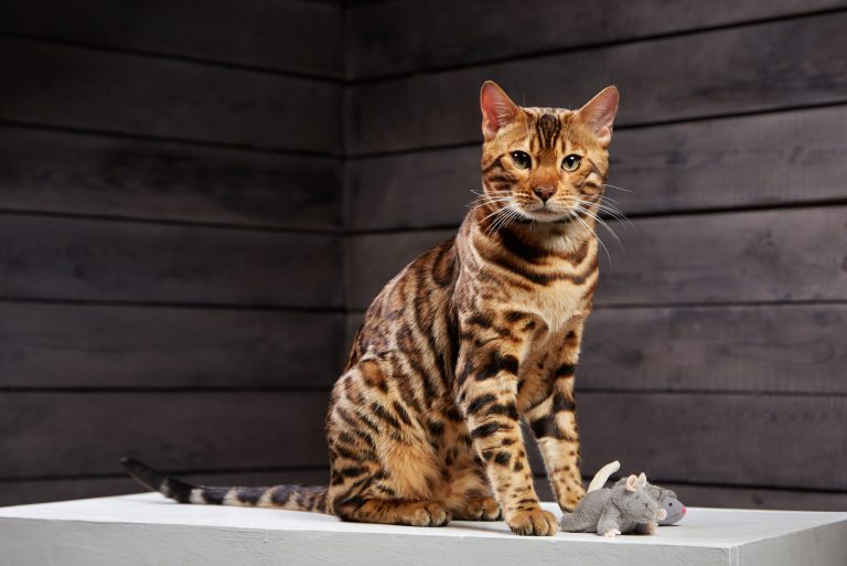 a beautiful bengal cat is sitting