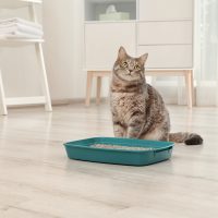 cat standing next to a litter box