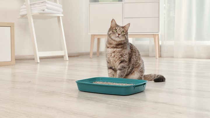 How To Get Rid Of Cat Litter Smell In Apartment Top 8 Ways