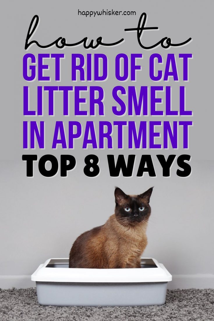 How To Get Rid Of Cat Litter Smell In Apartment Top 8 Ways