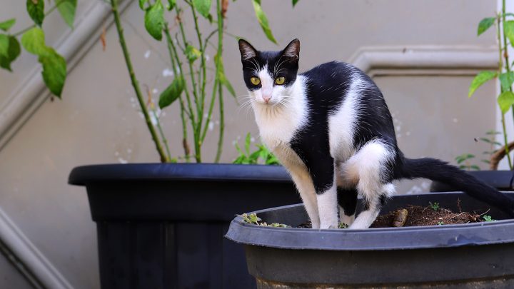 How To Stop Cats Pooping In Plant Pots? 12 Easy Ways