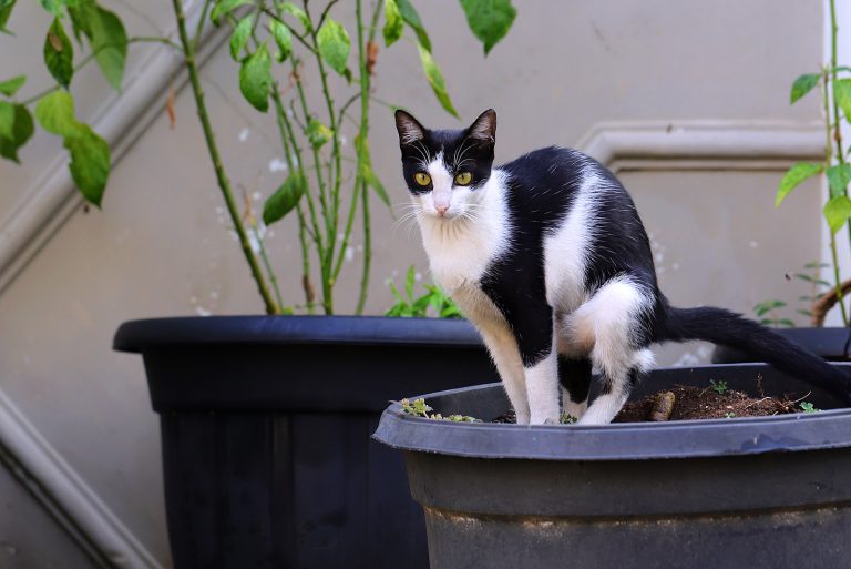 a cat pooping in a pot