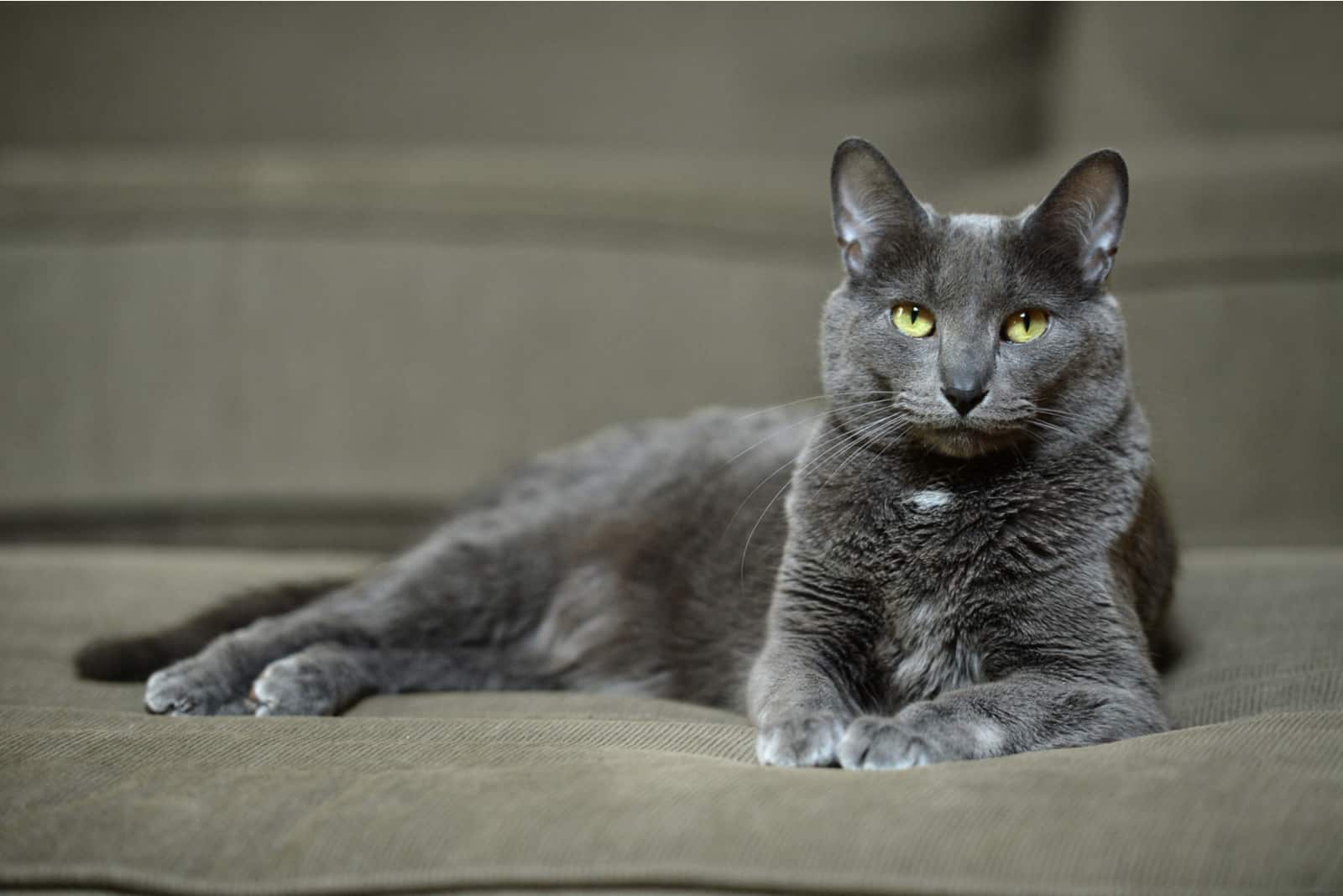 Korat cat laying on sofa