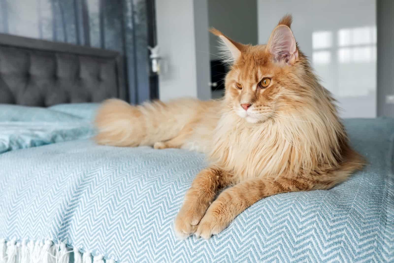 Long Haired Cat sitting on bed