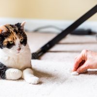 the cat lies on the carpet while the woman cleans it