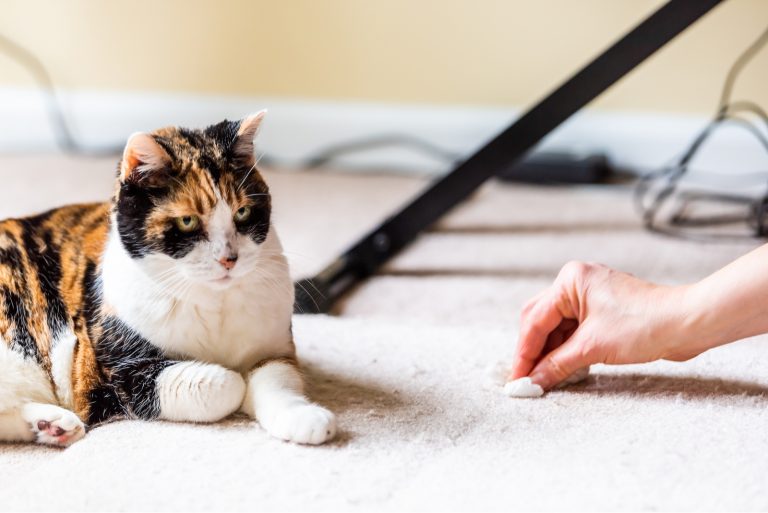 the cat lies on the carpet while the woman cleans it