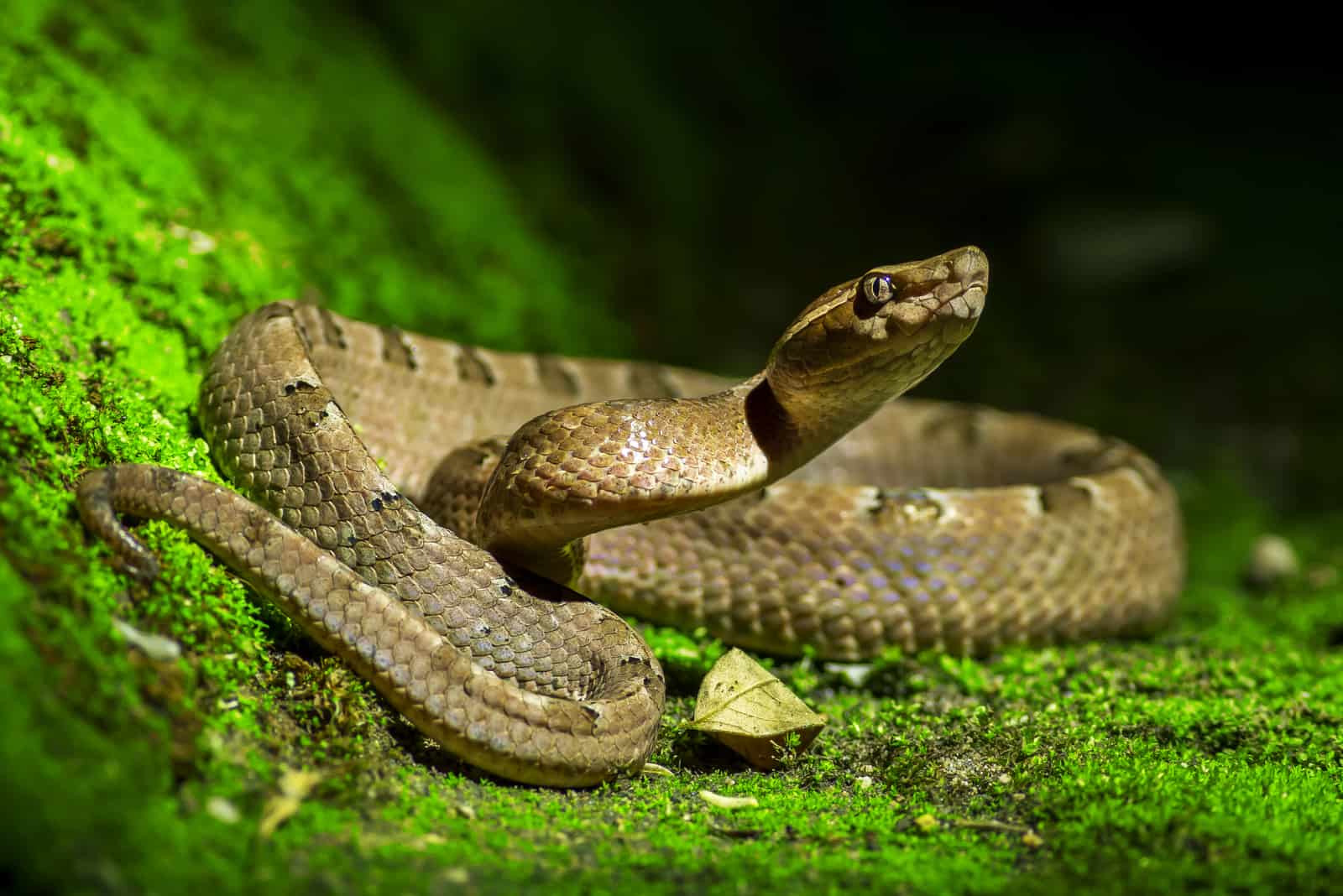 Poisonous snake in the wood