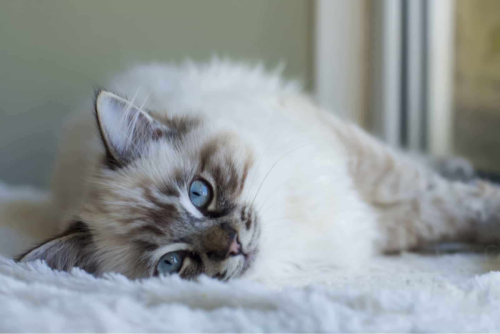 Ragdoll Cat lying on carper