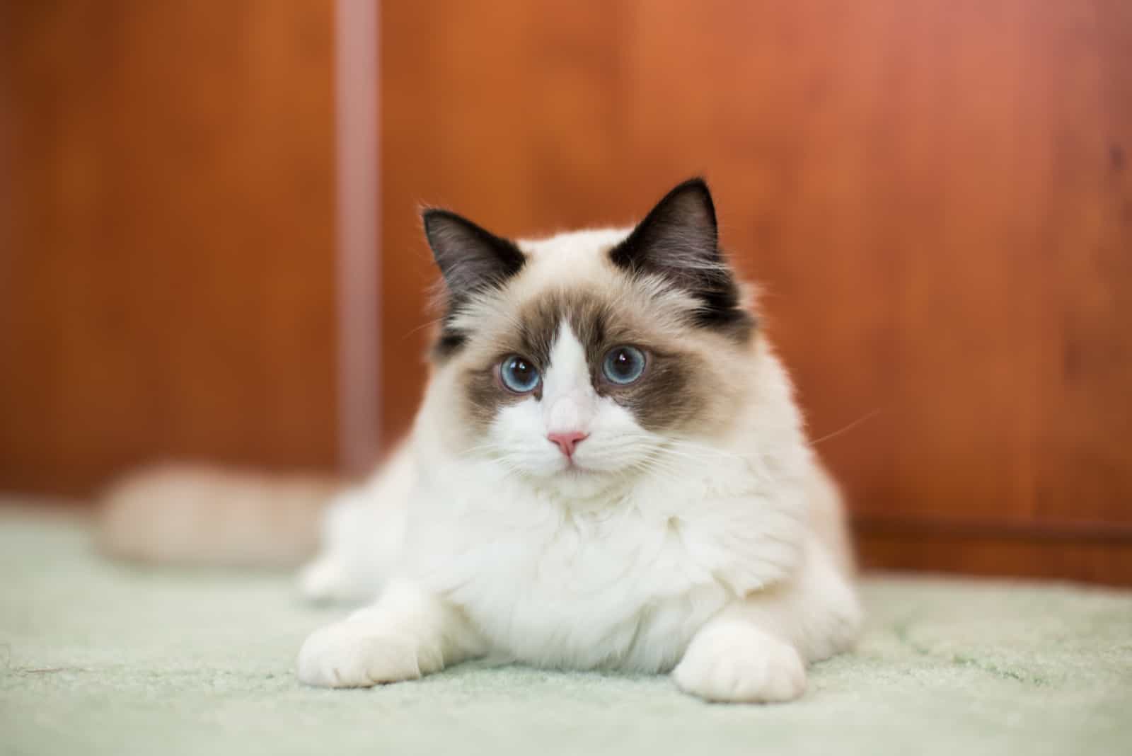 Ragdoll Cat lying on floor