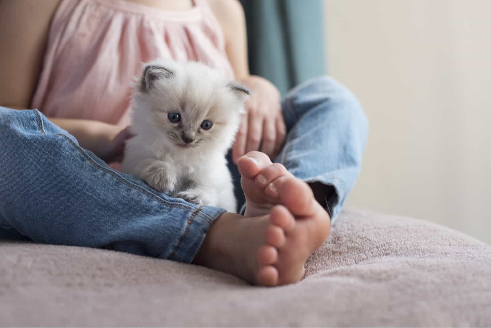 Ragdoll Cat playing with kid