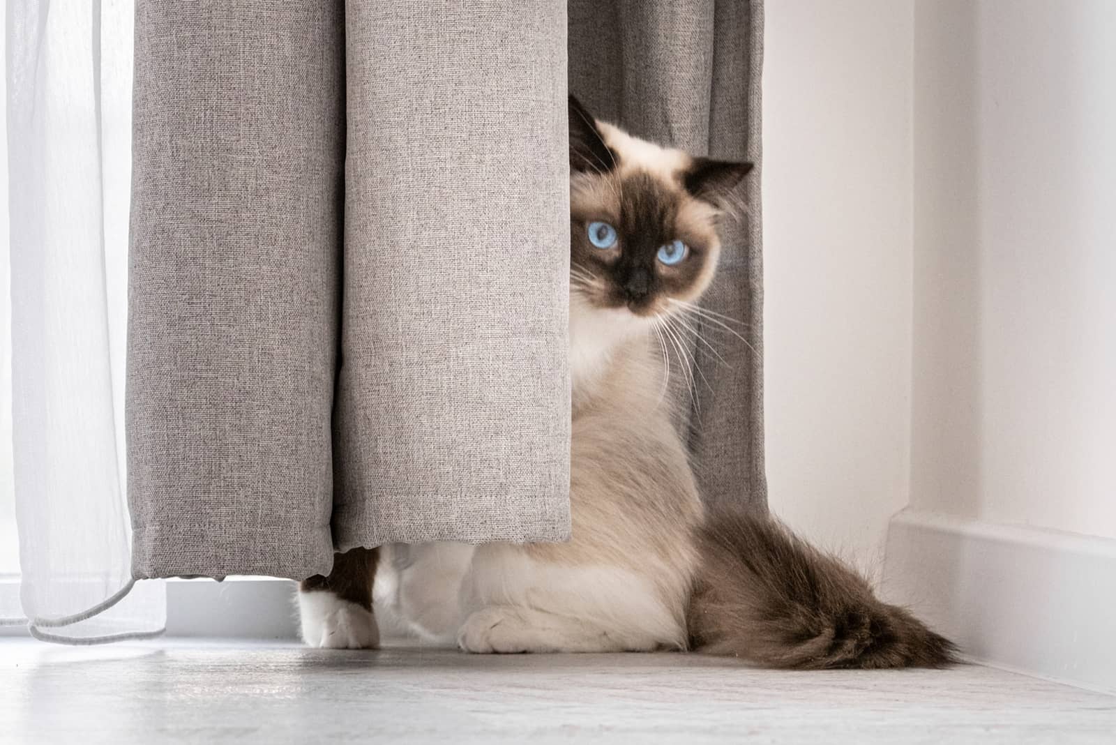 Ragdoll Cat sitting behind curtans