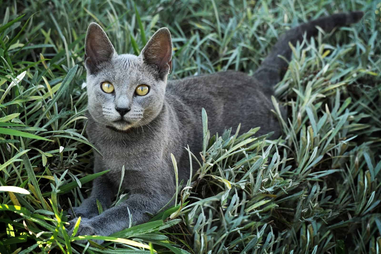 Russian Blue Cat lying on grass