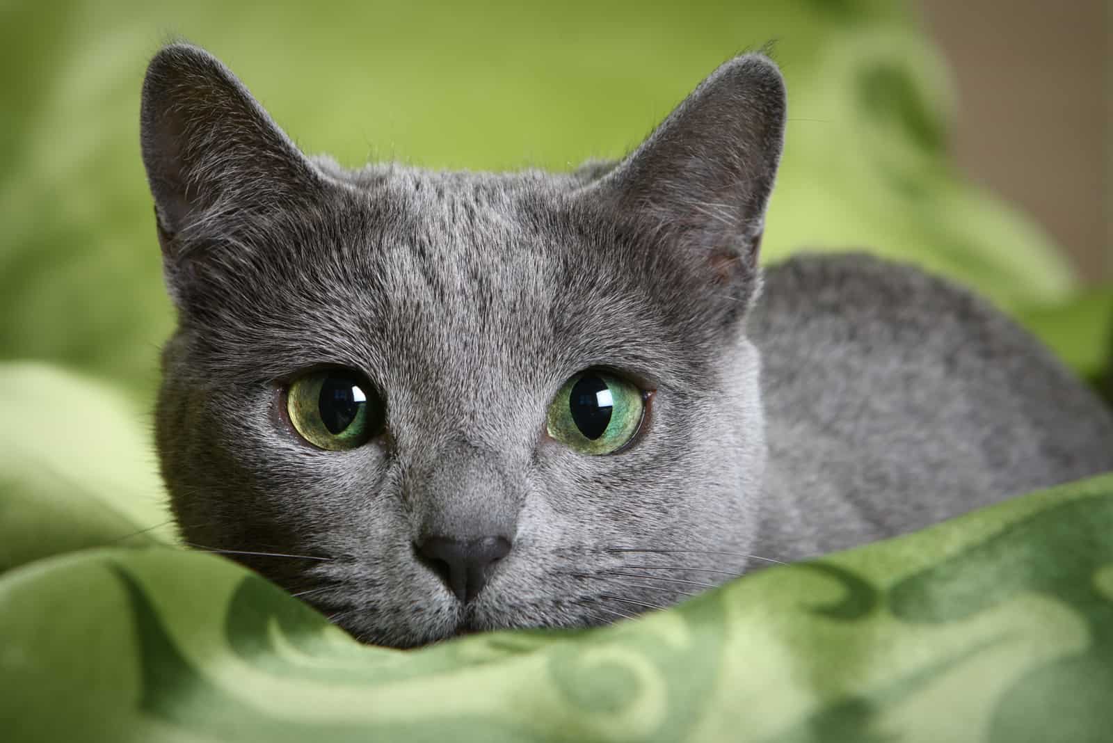 Russian Blue Cat lying on green blanket
