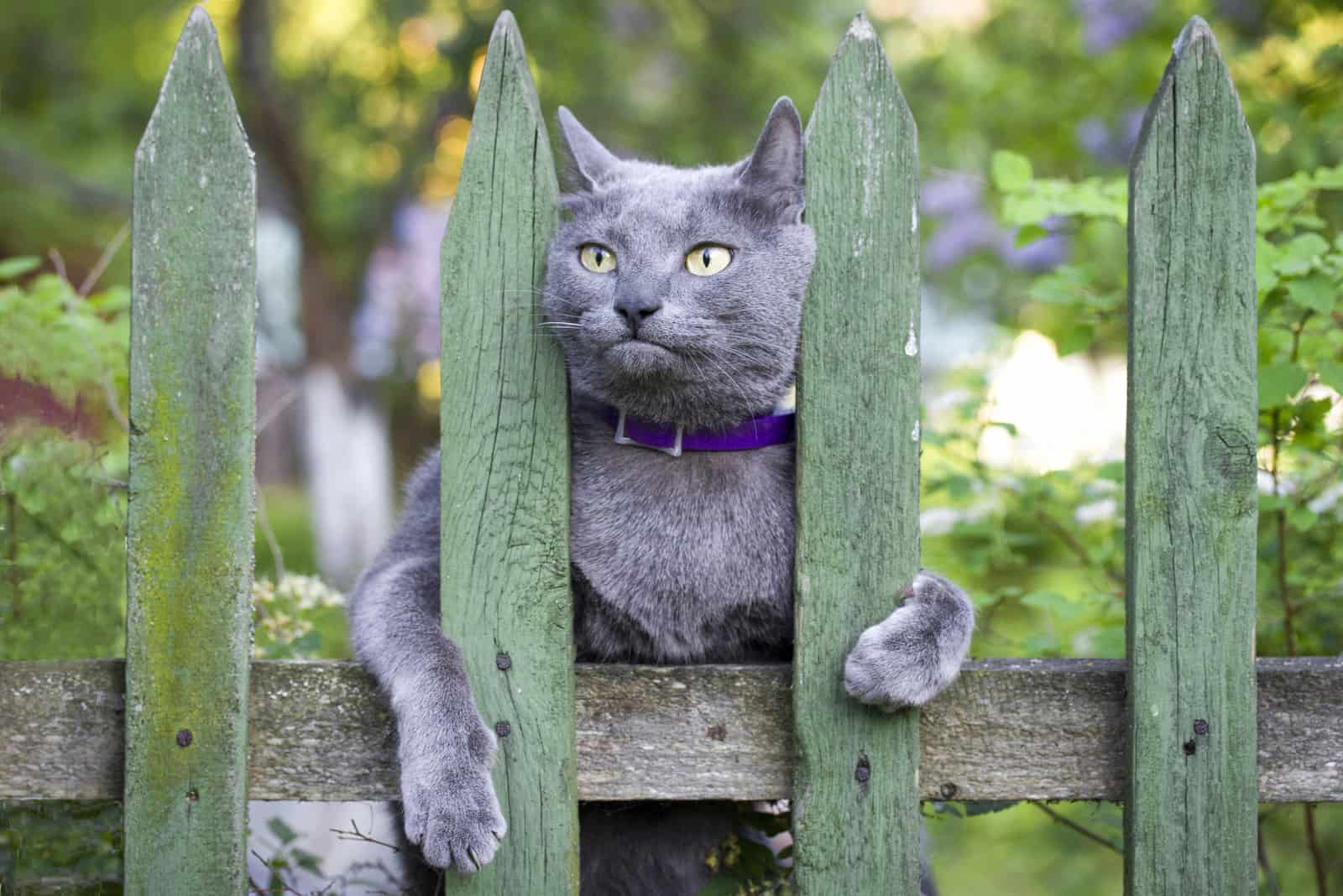 Russian Blue Cat playing in garden