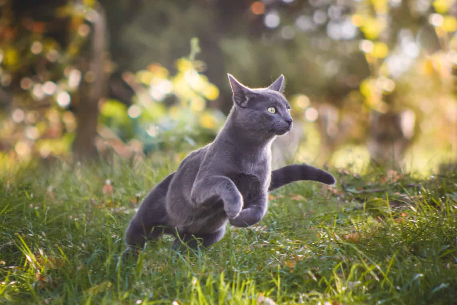 Russian Blue Cat running on grass outside