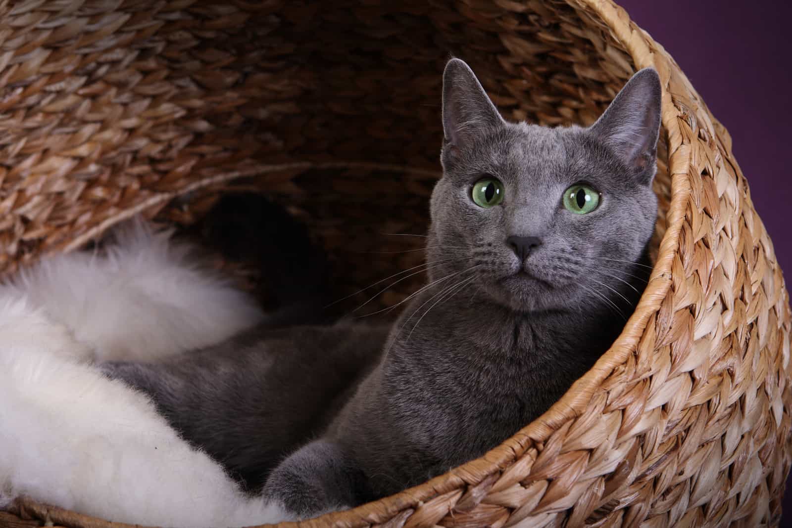 Russian Blue Cat sitting in basket