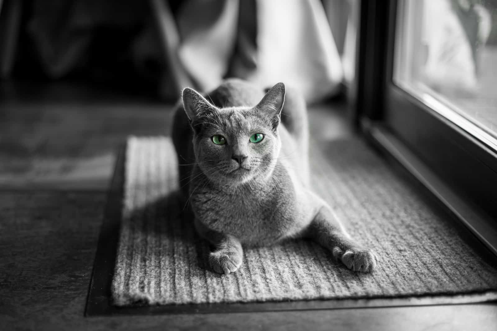 Russian Blue Cat sitting on matt